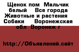 Щенок пом. Мальчик белый  - Все города Животные и растения » Собаки   . Воронежская обл.,Воронеж г.